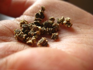 Swiss Chard Seeds Photo