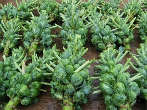 Photos of Brussels Sprouts