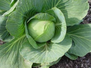 Cabbage Picture