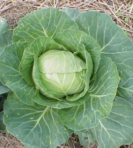 Images of Cabbage