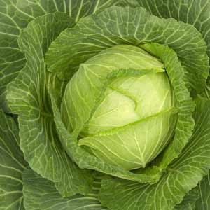Photos of Cabbage