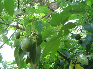 Avocado Tree Image