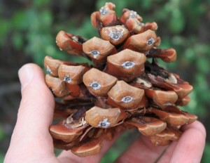 Pine Nut Cone Pictures