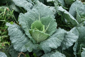 Savoy Cabbage Pictures