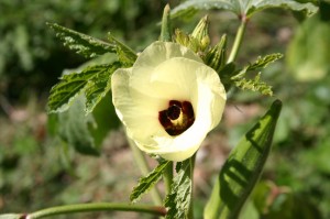 Okra Flower Pictures