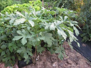 Okra Plant Pictures