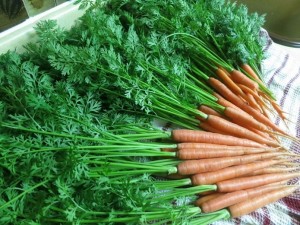 Carrot Greens