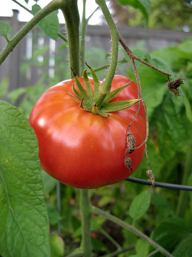 Beefsteak Tomato Health Benefits, Nutrition, Recipes, Substitutes