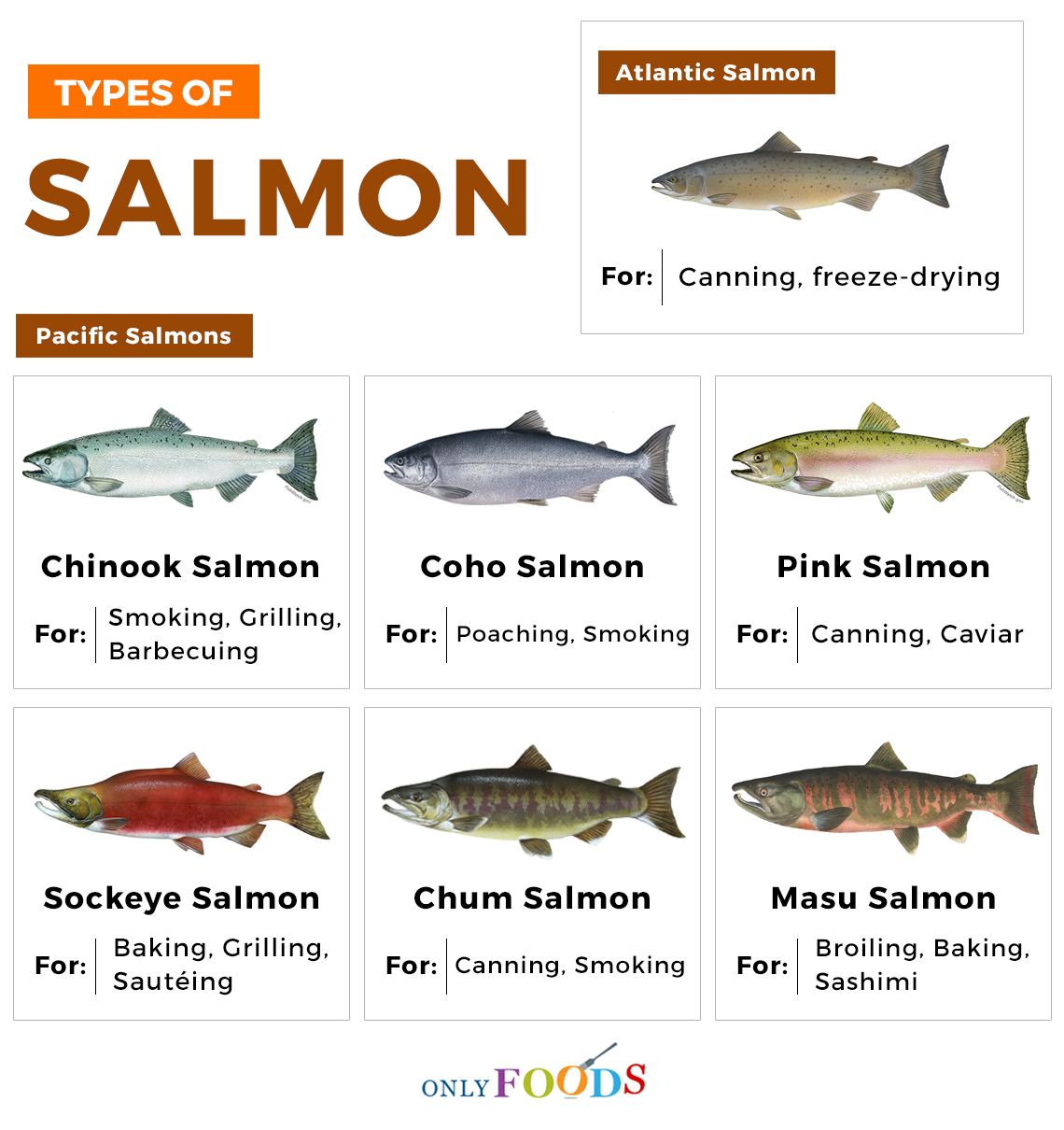 Pacific Salmon Identification Chart