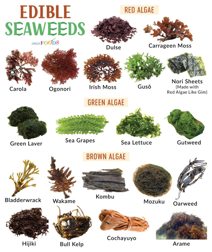 Sea Vegetables Edible Seaweeds